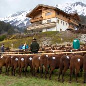 24. Ausstellung Braunes und Schwarzes Bergschaf Tirol (13)